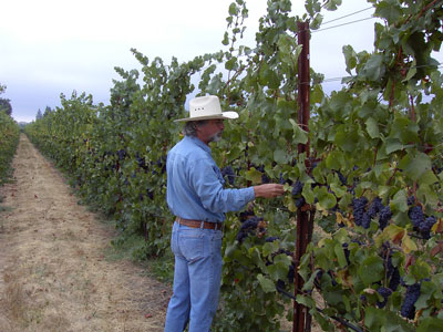 Fred Nunes checking fruit