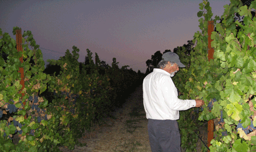 St. Rose Winery, Nunes Vineyard, Fred Nunes checking fruit on the first night of harvest.