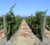 Scott Henry TrellisNunes Vineyard Middle Block