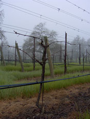Nunes Vineyard Home Block in the fog