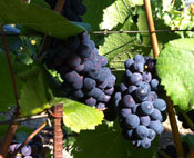 Nunes Vineyard 2013 Aug Home Block