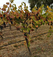 3 Oak Waiting