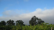Fog burning off in Nunes Vineyard