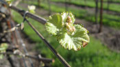 New Bud in Nunes Vineyard