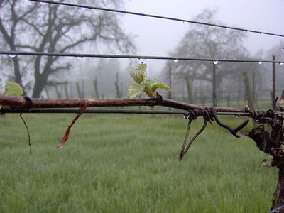 Nunes Vineyard Budburst in 2006, Home Block