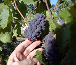 Nunes Vineyard Pinot Noir
