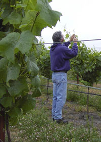 Fred Nunes checking apical meristems