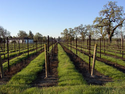 Dorothy's Vineyard in Spring, 2004