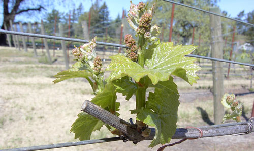 St. Rose Winery, Nunes vineyard, Budburst